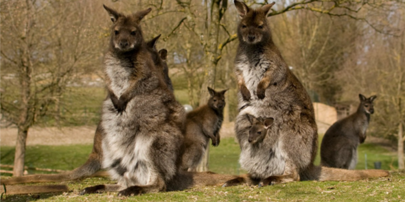 Schmiding-Zoo